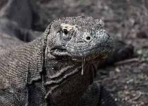 Komodo Dragon Saliva
