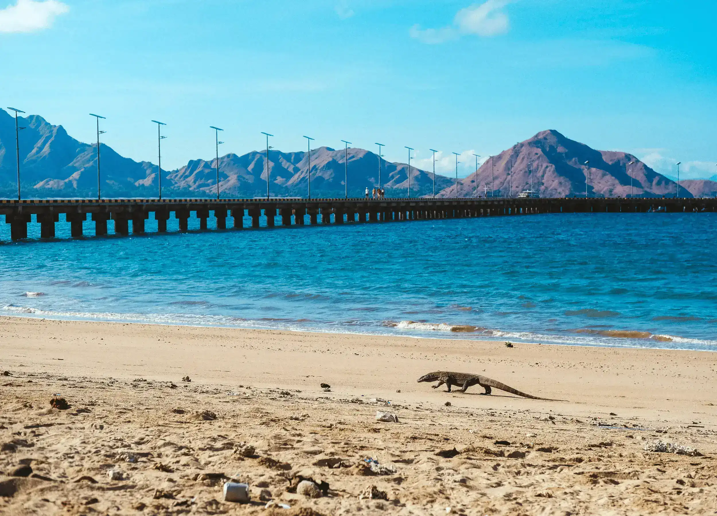 A komodo dragon strolling at the beach in the Komodo National Park, Indonesia