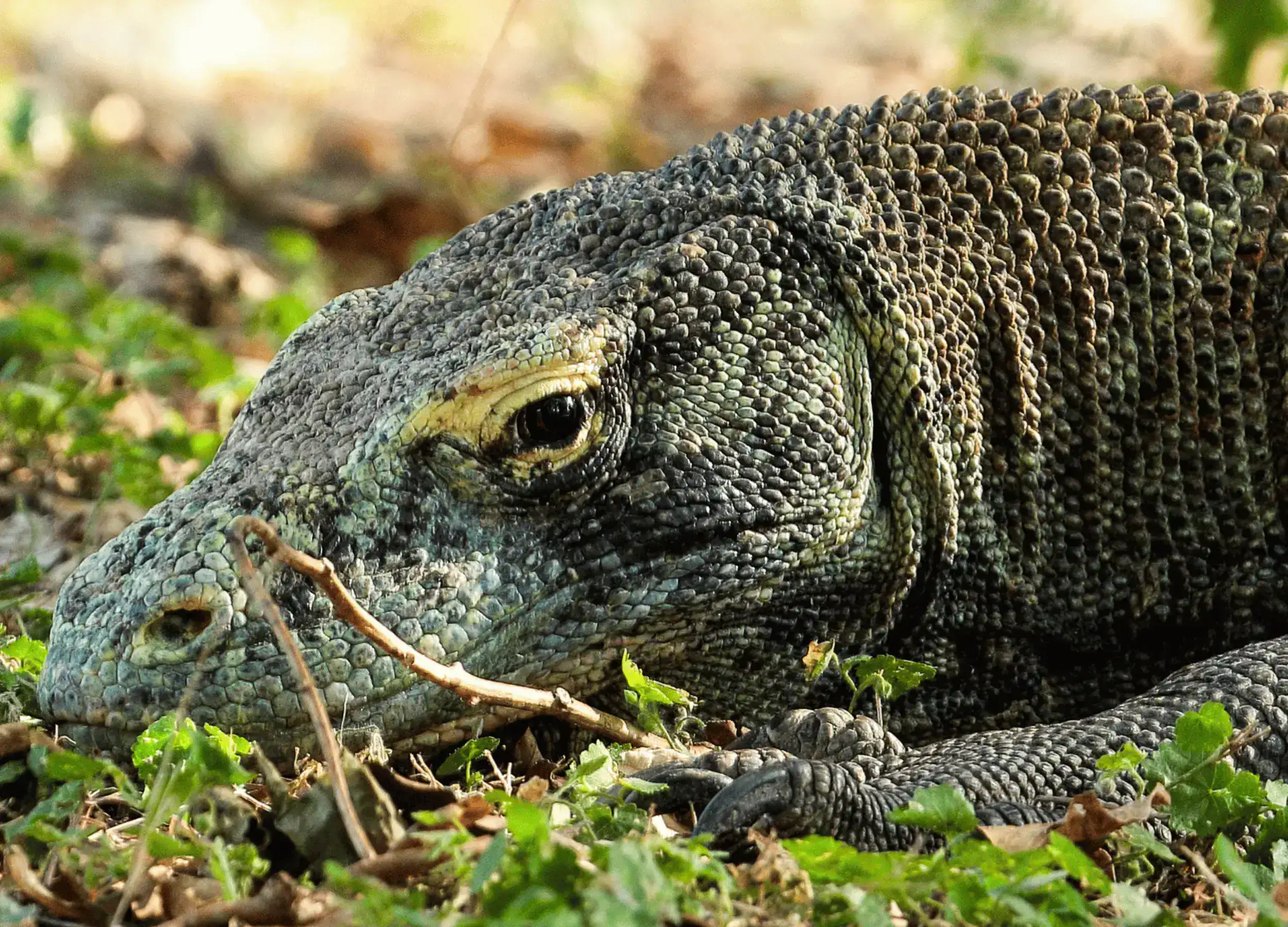 Komodo Dragon head