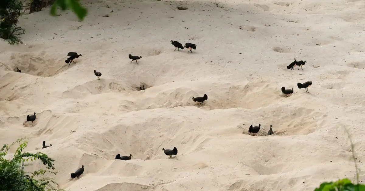 Maleo Birds protecting their nest