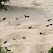 Maleo Birds protecting their nest