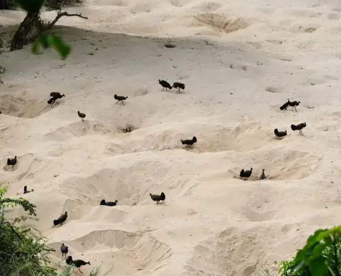 Maleo Birds protecting their nest