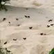 Maleo Birds protecting their nest