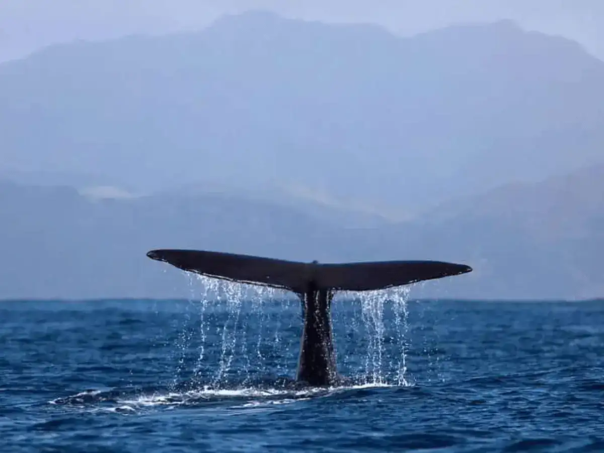 Sperm whales dive