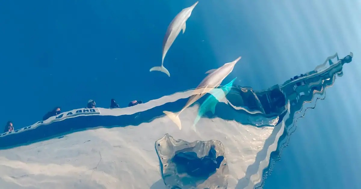 Dolphins below Ombak Putih bow