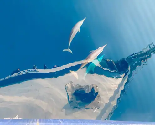 Dolphins below Ombak Putih bow