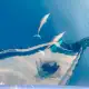 Dolphins below Ombak Putih bow