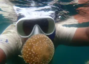Swimming with Jellyfish