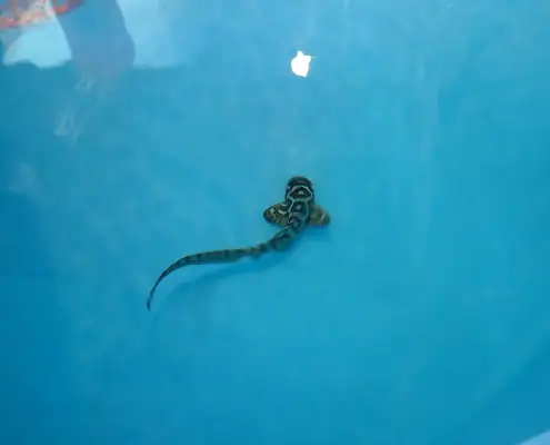 Zebra shark juvenile
