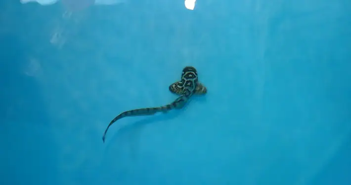 Zebra shark juvenile