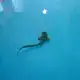 Zebra shark juvenile