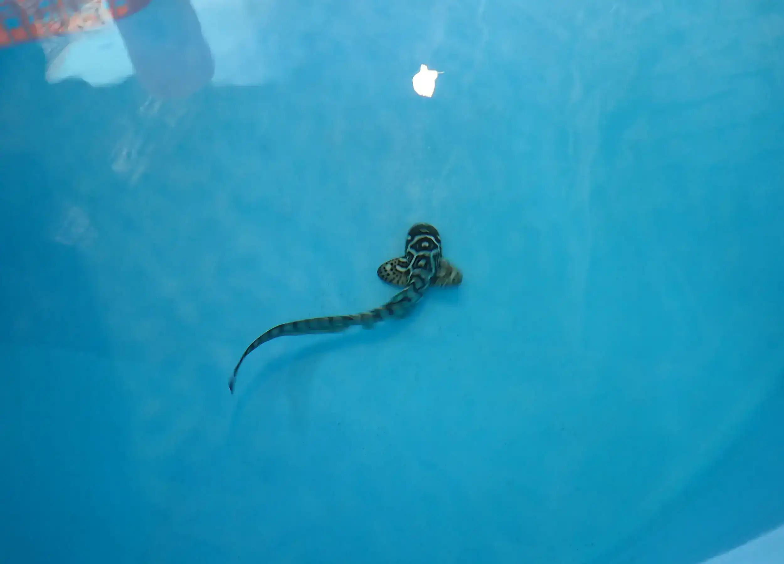 Zebra shark juvenile