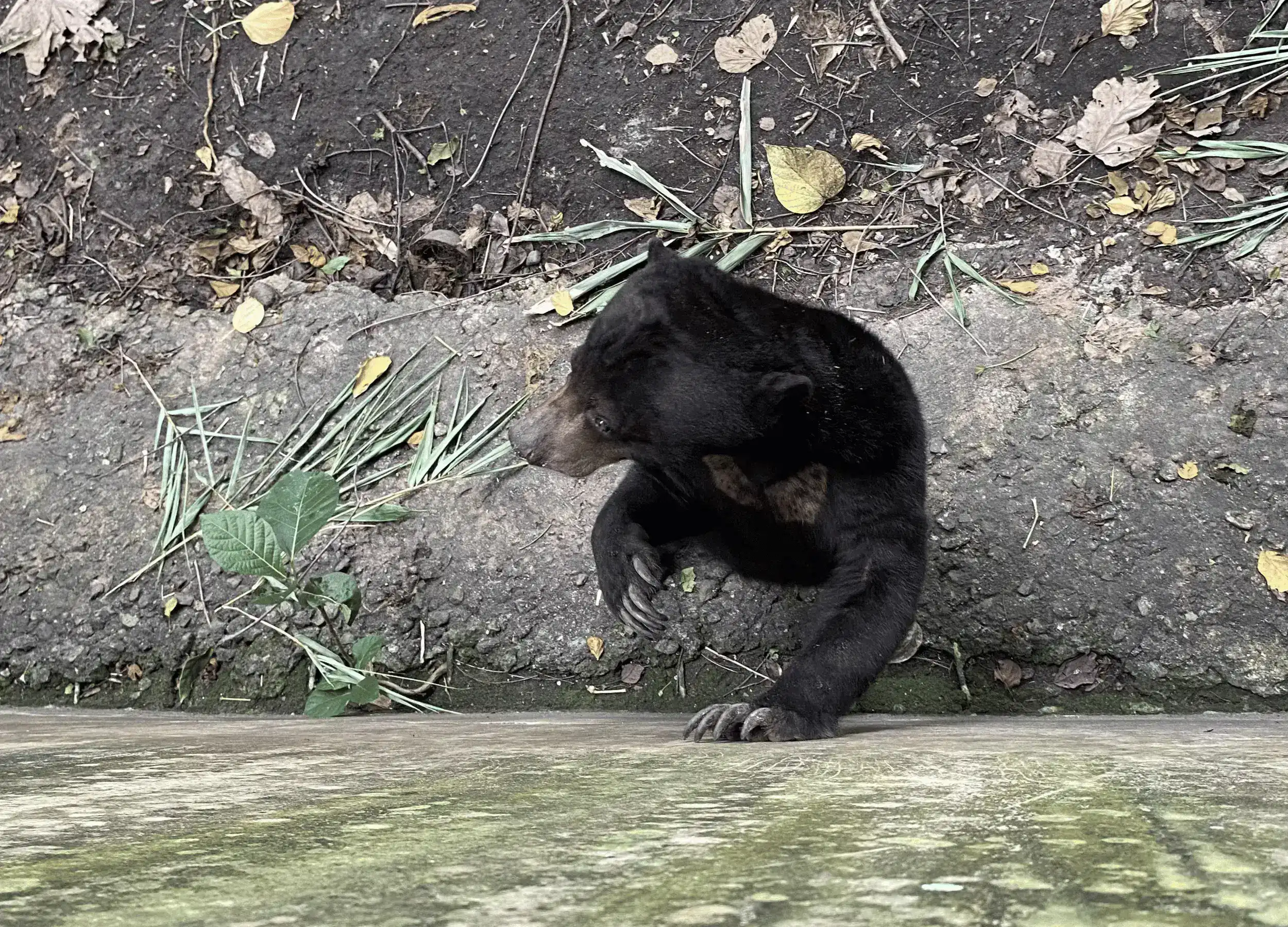 Sun Bear in Tasikoki Wildlife Rescue Center