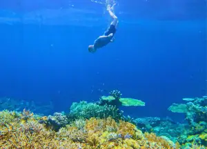 SeaTrek's guest snorkeling in Raja Ampat with vibrant coral reefs