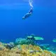 SeaTrek's guest snorkeling in Raja Ampat with vibrant coral reefs