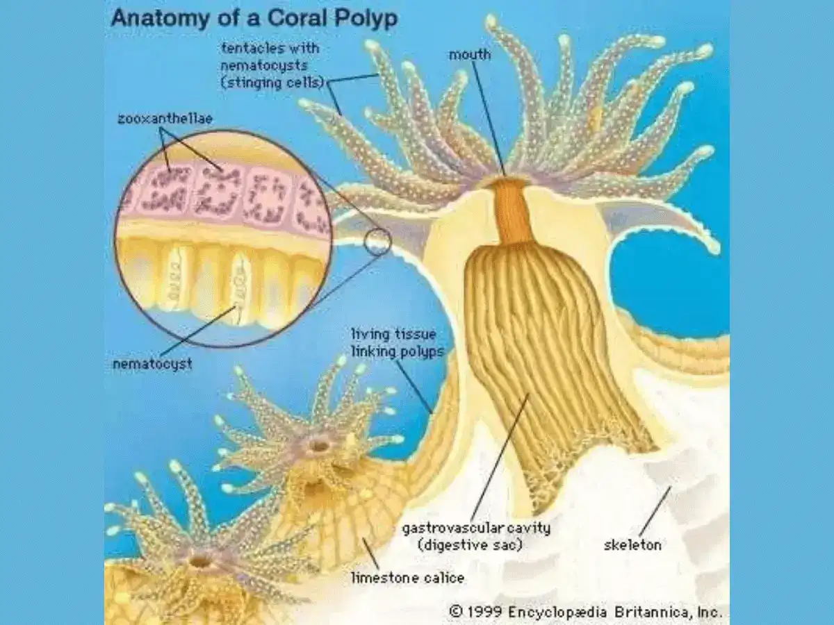 Anatomy of a coral polyp