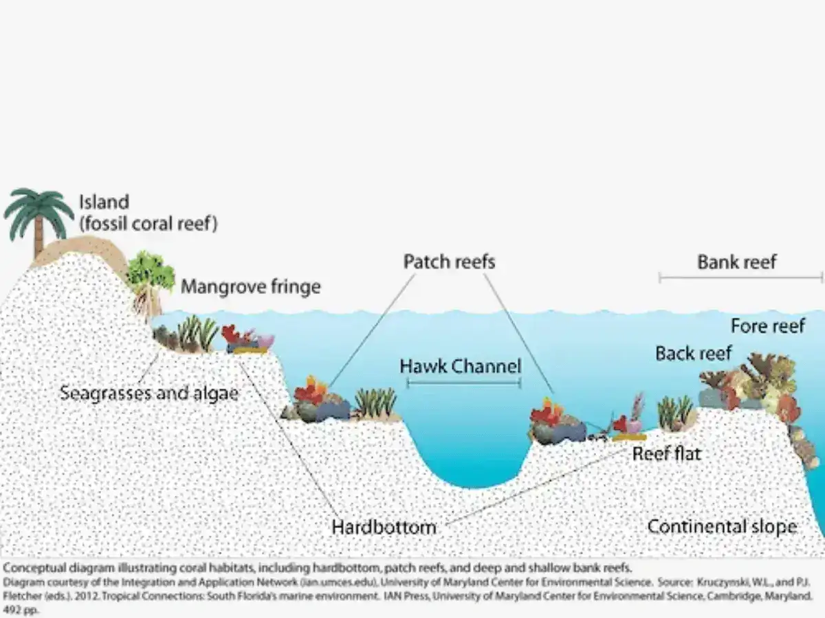Coral habitats illustration
