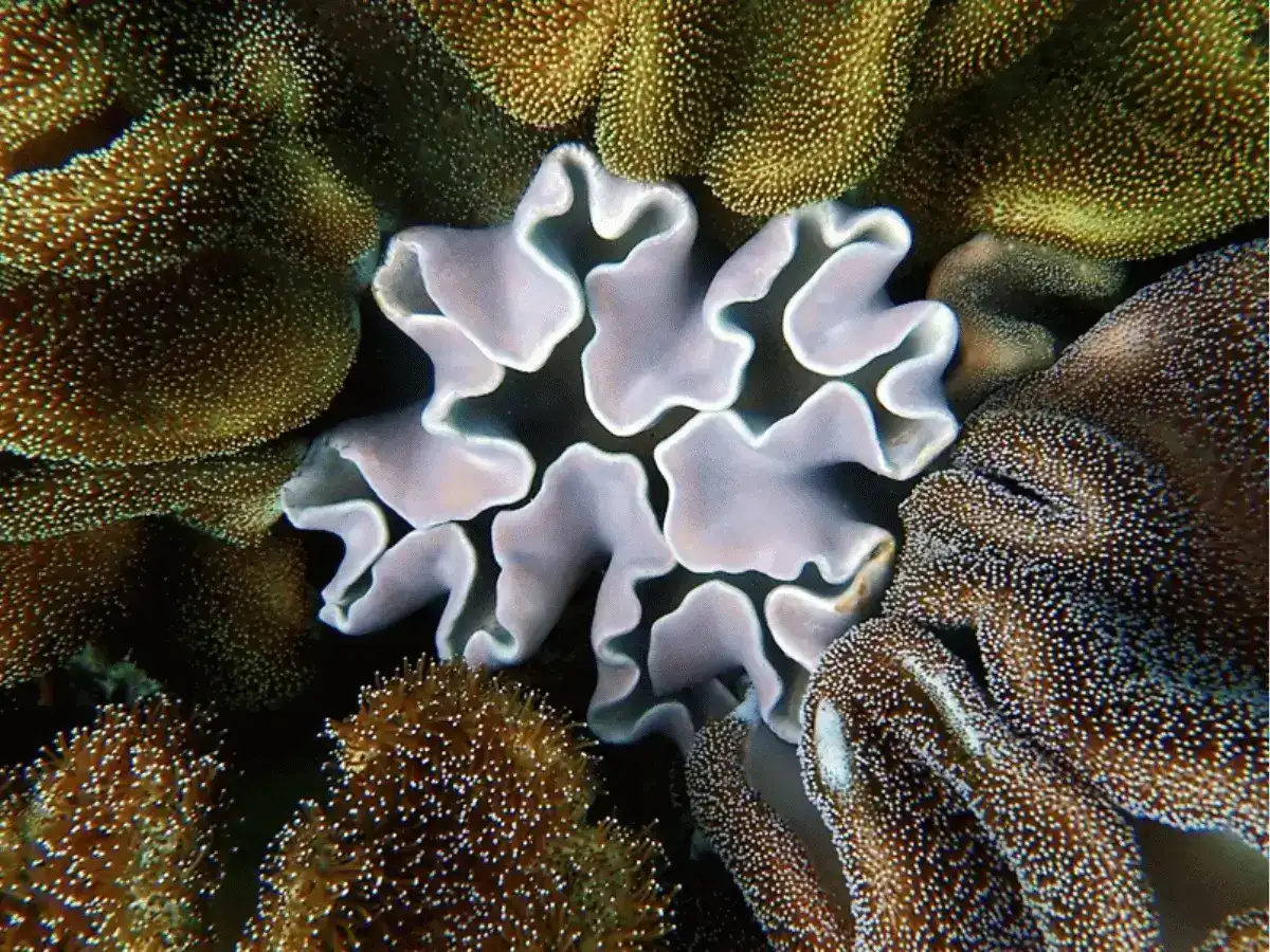 Coral that look like flower