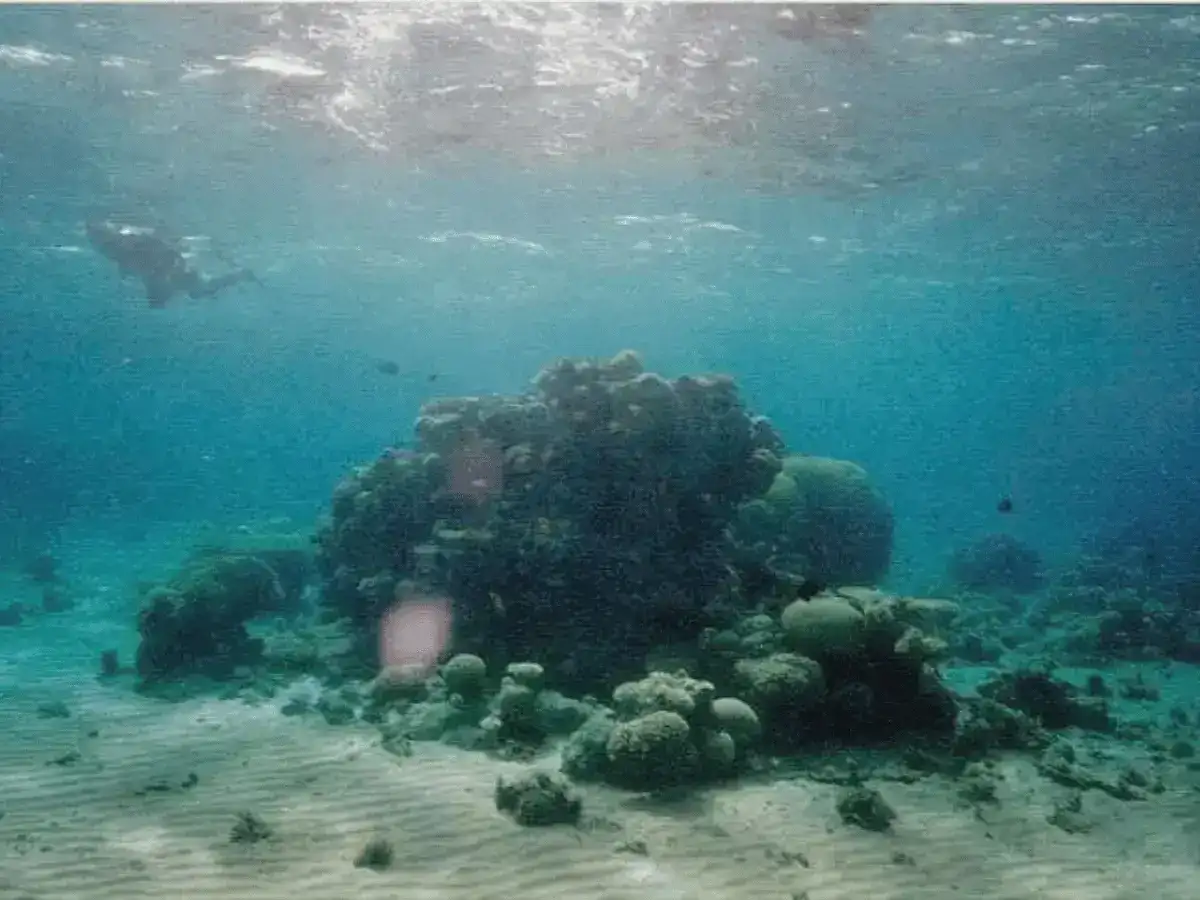 Image of Patch Coral Reef or Bommie