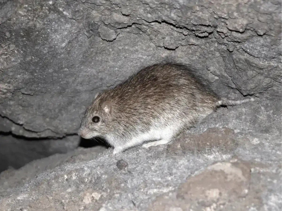 Endemic Komodo Rat