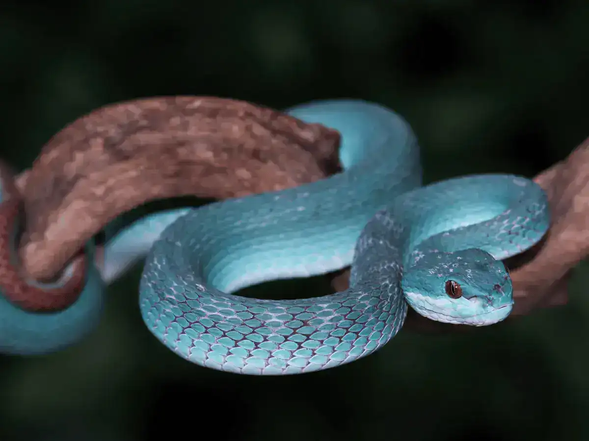 Pit Blue Viper is one of the snakes in Komodo Island