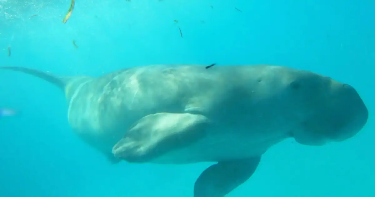 an underwater picture of a dugong named Mawar in Alor