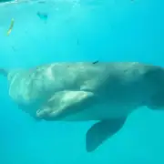 an underwater picture of a dugong named Mawar in Alor