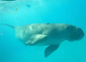 an underwater picture of a dugong named Mawar in Alor