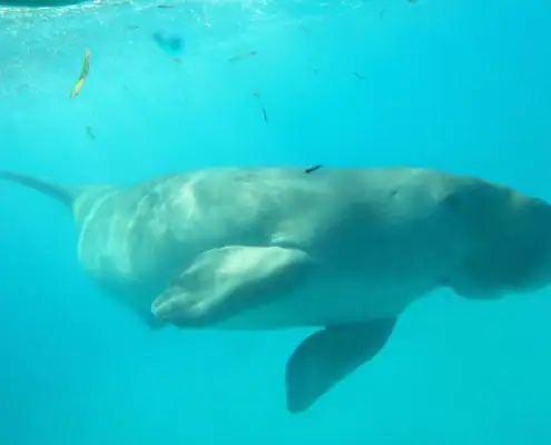 an underwater picture of a dugong named Mawar in Alor