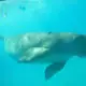 an underwater picture of a dugong named Mawar in Alor