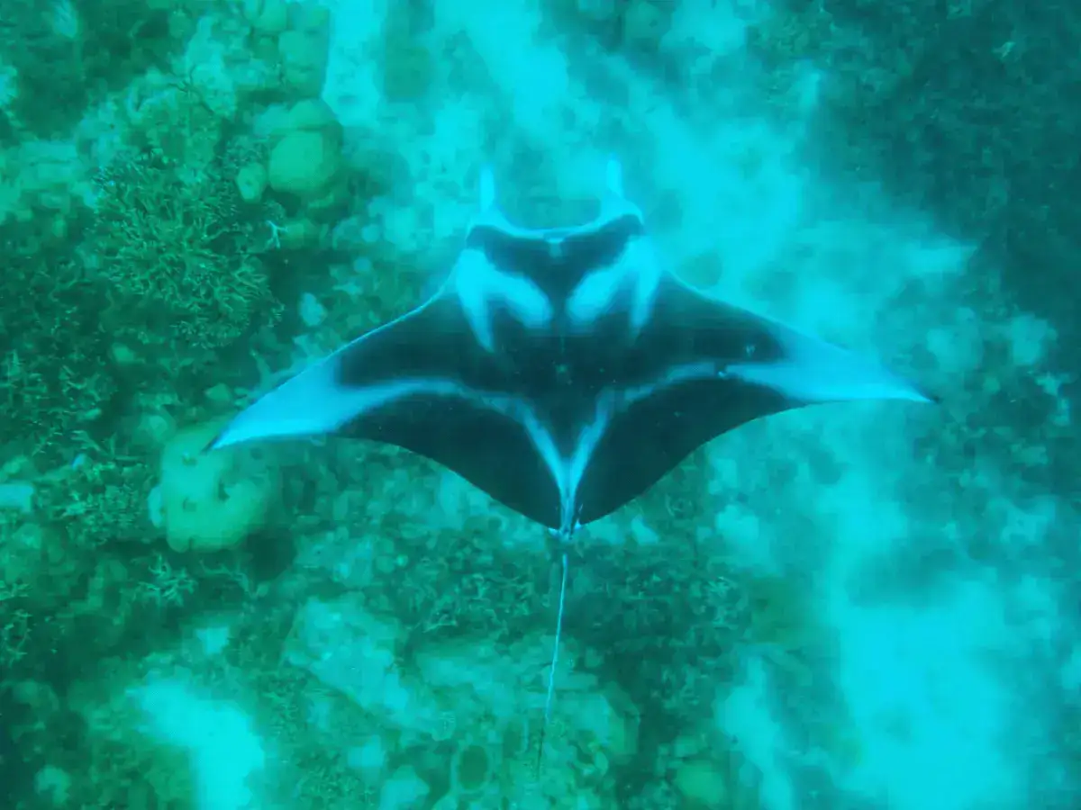 SeaTrek - A Manta Named Ombak Putih