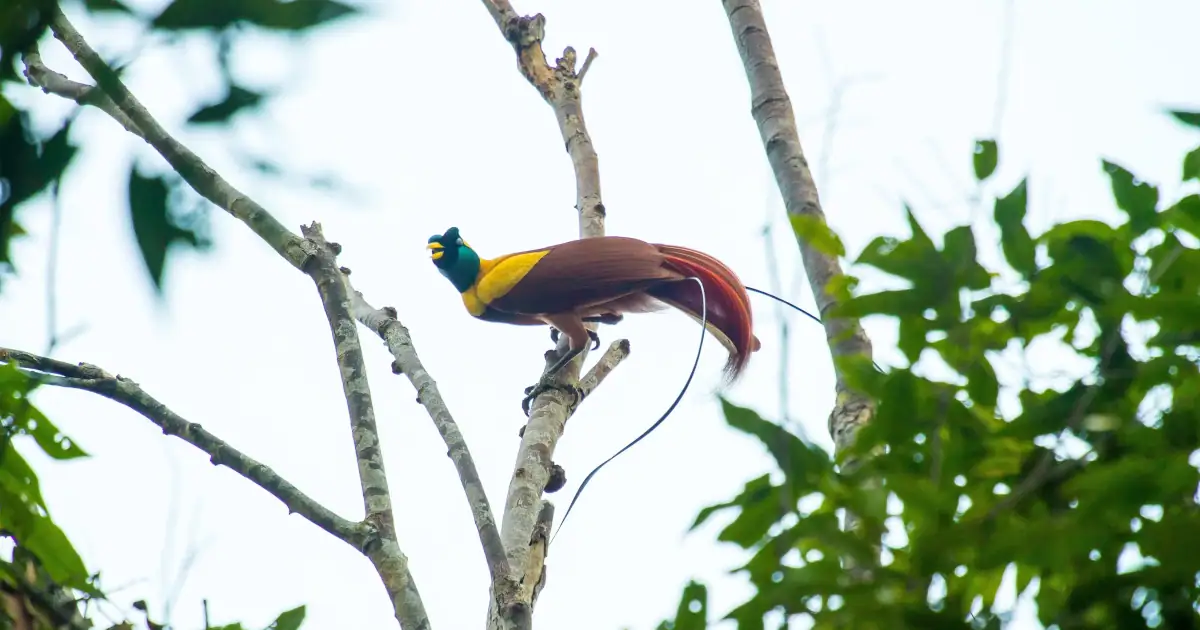 A Red Birds of Paradise in Raja Ampat