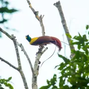 A Red Birds of Paradise in Raja Ampat