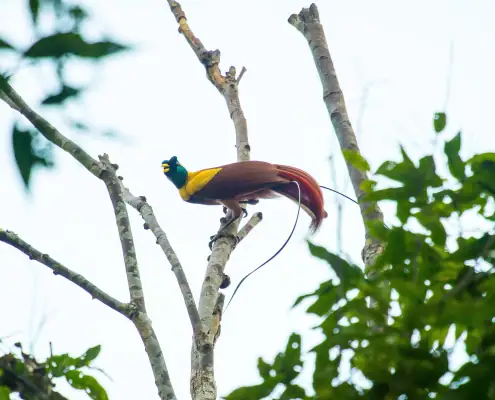A Red Birds of Paradise in Raja Ampat