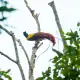 A Red Birds of Paradise in Raja Ampat