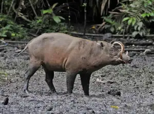 Babirusa in Nantu, North Sulawesi