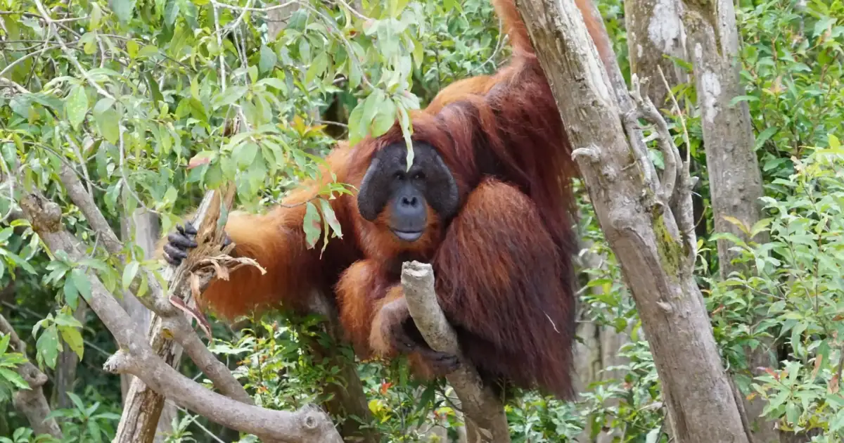 A big male Bornean orangutan sitting on the tree