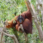 A big male Bornean orangutan sitting on the tree