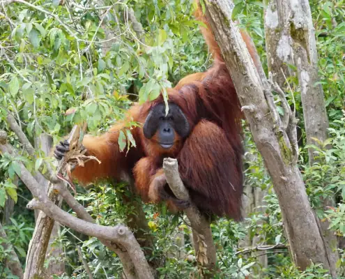 A big male Bornean orangutan sitting on the tree