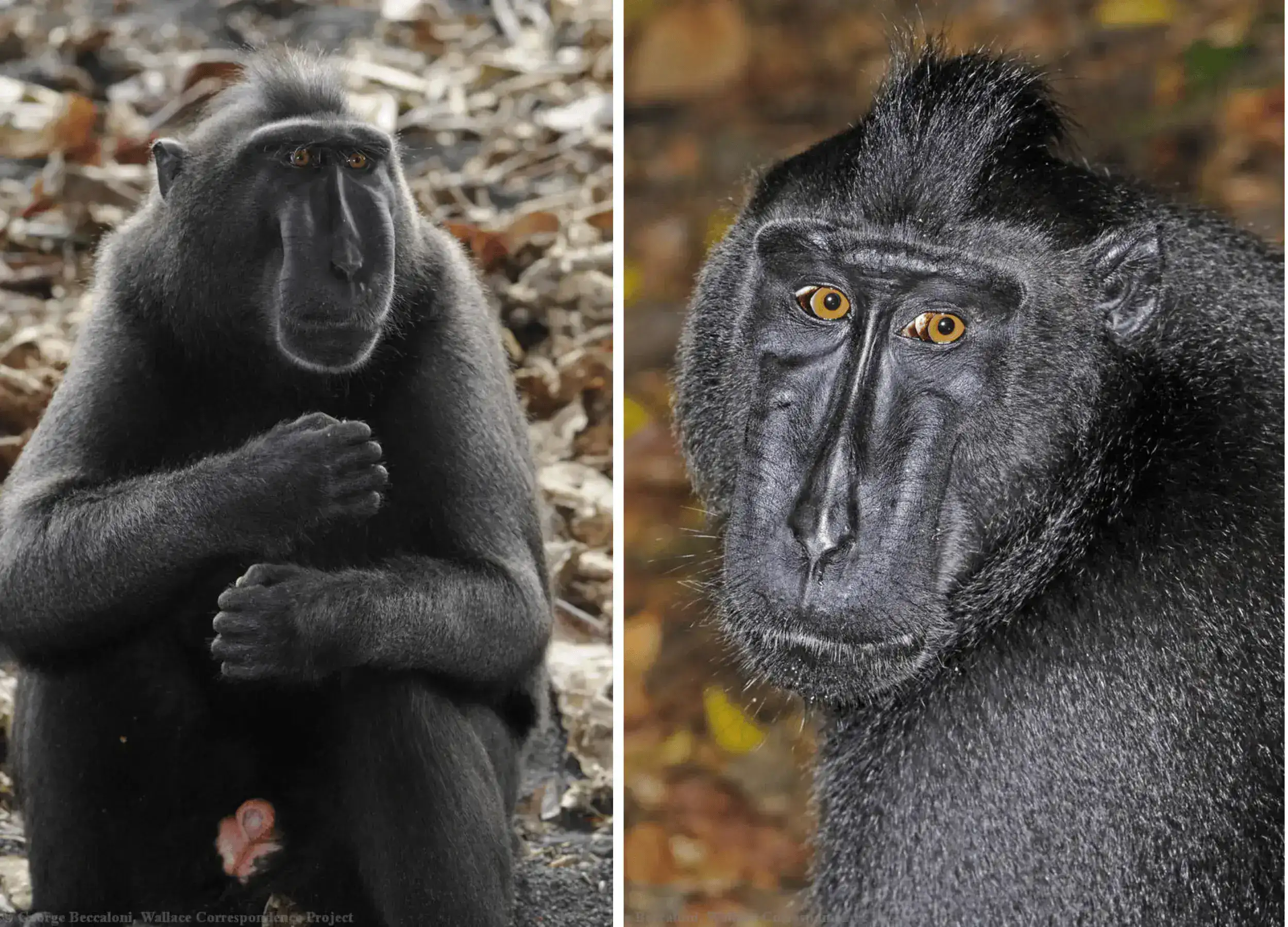 Celebes Crested Black Macaques