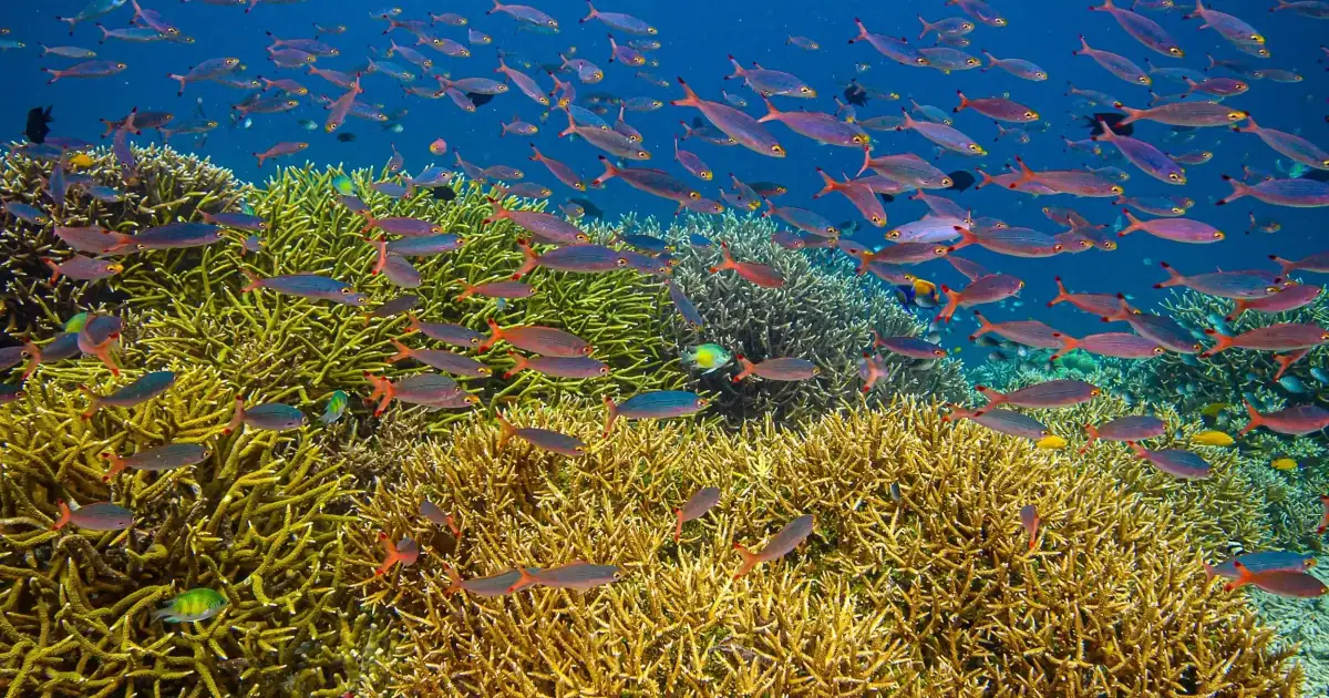 Coral and fish life