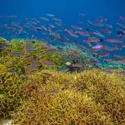 Coral and fish life