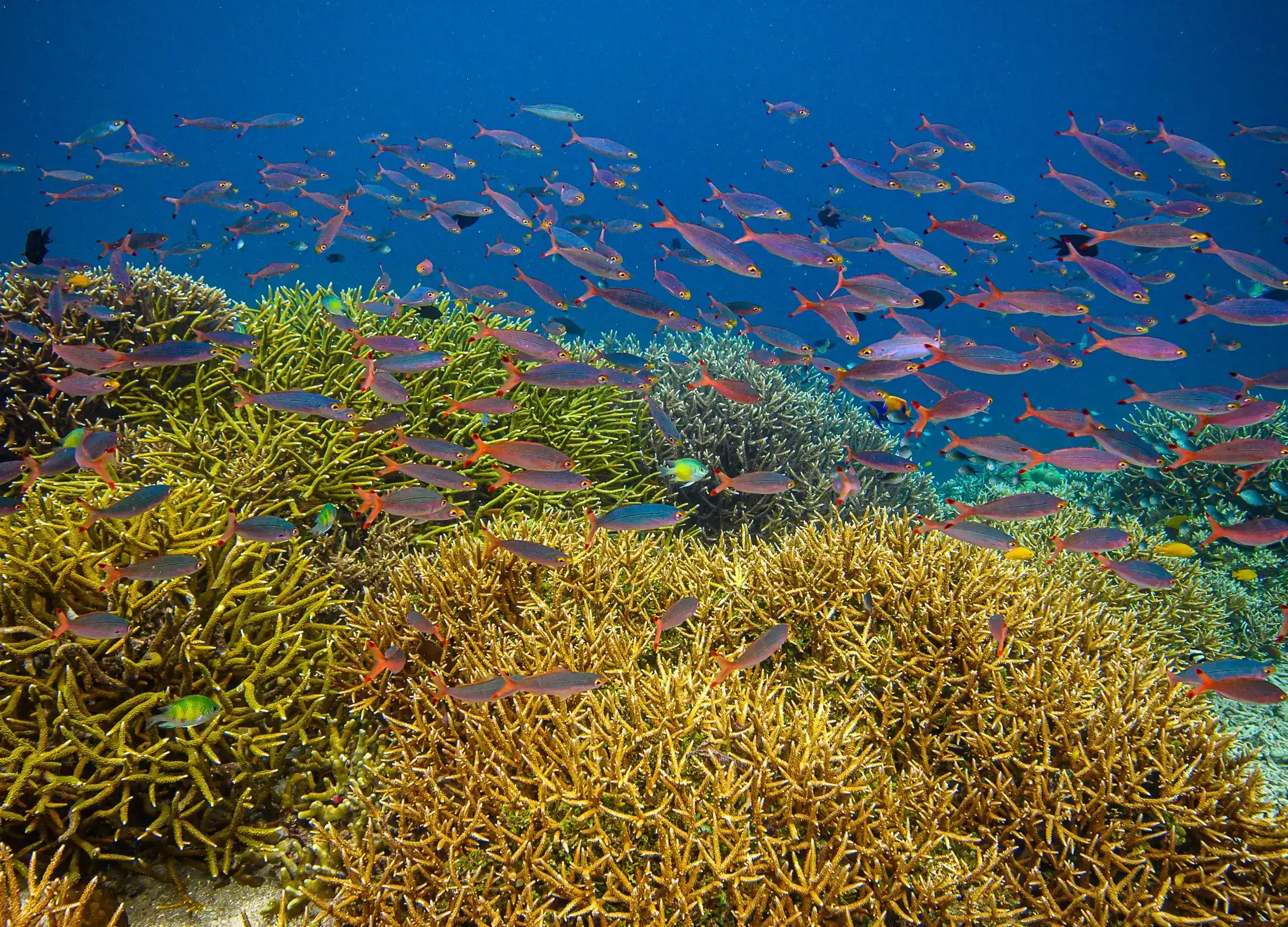 Coral and fish life