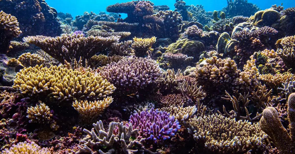 Healthy coral garden in Indonesia