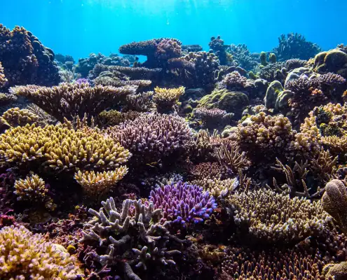 Healthy coral garden in Indonesia