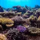 Healthy coral garden in Indonesia
