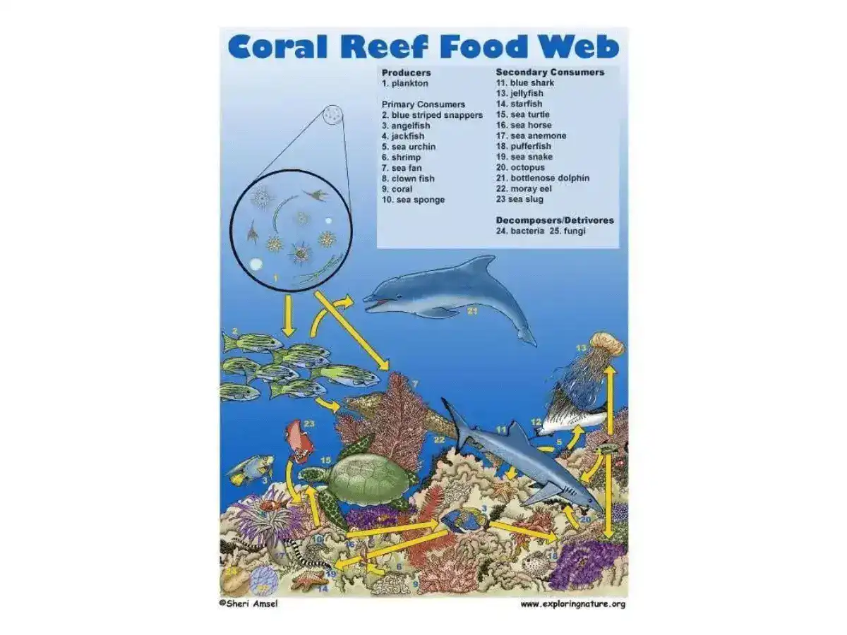 Coral reef food web infographics