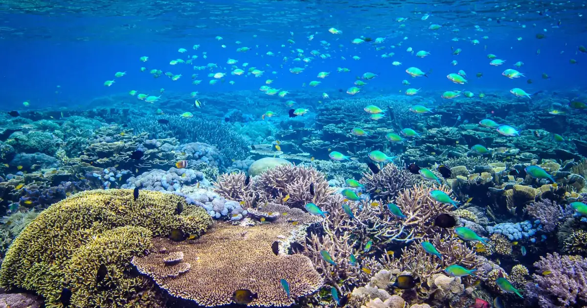 Coral reef scene