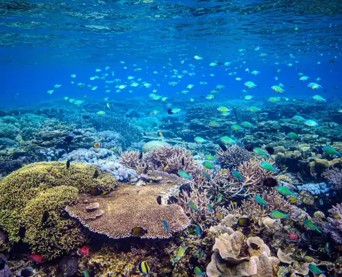 Coral reef scene