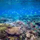 Coral reef scene